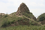 上虎马面01号